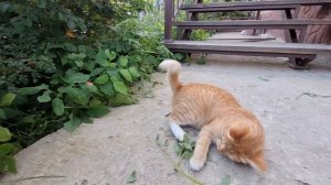 Дачный котёнок