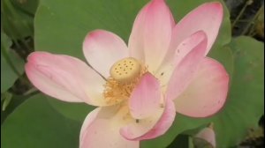 Водная прогулка на лотосовые поля