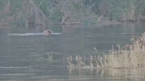 Мишки рано утром завтракают- утки смело рядом проплывают