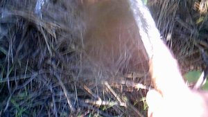 Орошение непополняемого с осени 2024 компоста