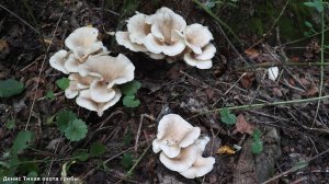 Вёшенка рожковидная, рейши, печёночница и другие грибы