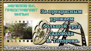За прекрасным урожаем большой труд садовода  В. Тоторова.
