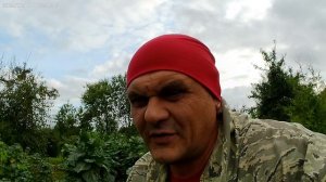Уборка махорки.