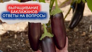 ПОДРОБНО О ВЫРАЩИВАНИИ БАКЛАЖАНОВ - ОТВЕТЫ НА ВОПРОСЫ.СОРТ БАКЛАЖАНА  АЖУР  ВЫРАСТЕТ ДАЖЕ У НОВИЧКА!