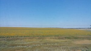 Неожиданный сувенир, или Что можно случайно привезти из Анапы