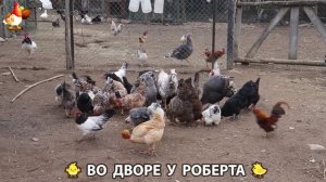 Содержание кур в домашних условиях и других птиц во дворе у Роберта 🐣🐤🦆🐔🪿🦃 (145)