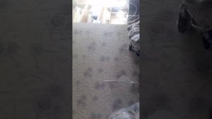 один дома с котом