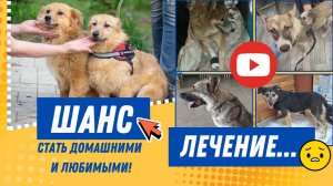 Хочу всем подарить другую судьбу, давайте вместе! ❤️