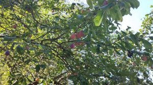 Запенила. Покрасилась. Меню дня