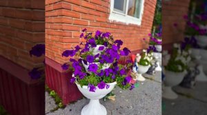 История про садоводов-огородников