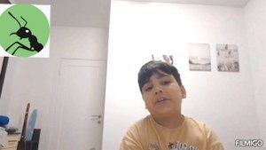 муравьи для новичков