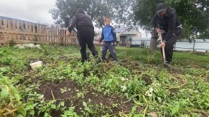 Результат урожая картофеля удивил!!! жизнь в деревне