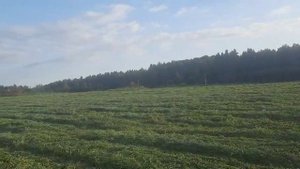арендное поле. 6 августа . убираем покровную культуру ( овес)
