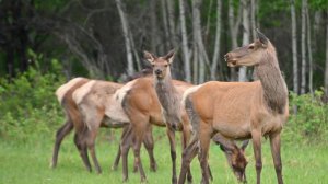 Тропами Якутии