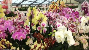 🌸 ПРОДАЖА ОРХИДЕЙ 18.08.25г. Обзор подростков орхидей из Азии в наличии. Орхидеи почтой.