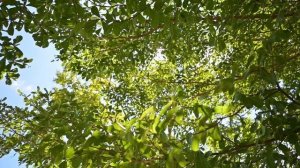 16 августа - Тайна искушений.