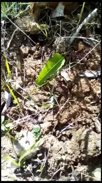 жизнь бедного кузнечика в банке...