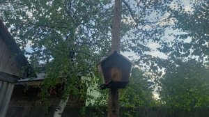 Новый посетитель прилетел на ужин