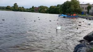 Лебеди красавцы 🦢 и уточки 🦆