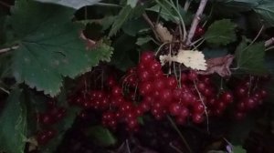 Нашла тайник.Мариную огурцы.Заготовка веников.