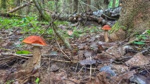 УРА! МОЙ ЛЕС ОЖИВАЕТ🌲🍄💪🏻 ГРИБНИК ПРИШЕЛ НА СВОЕ СТАРОЕ МЕСТО И НАШЕЛ ПОДОСИНОВИКИ | ГРИБЫ 2025
