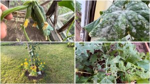 13 августа. Обзор огорода. Слизни, тля, мучнистая роса🤪. Уснула на столе.