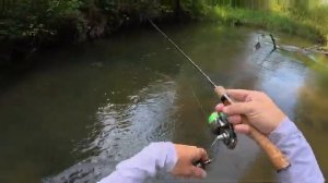 Трофейная форель в ручье