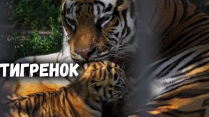 Амурский тигренок играет. Барнаульский зоопарк