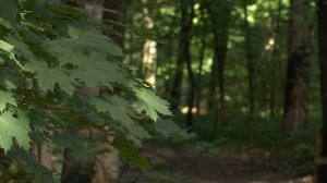 Благоустройство Томилинского лесопарка