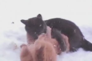 Жёсткая драка котов