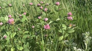 Не торопи минуты жизни