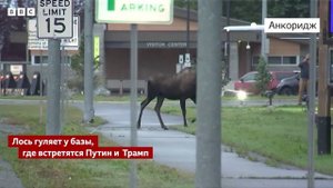 Кто шифруется под лося в Анкоридже))