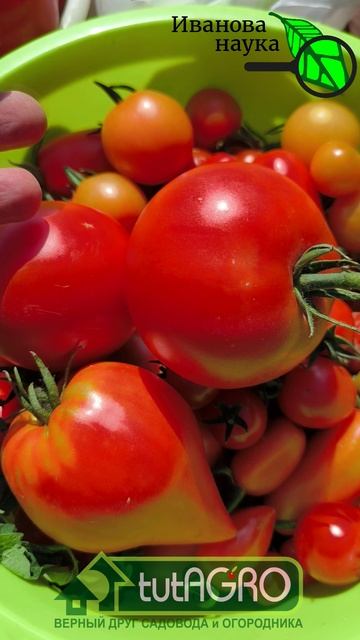 ТОМАТЫ останутся вкусными надолго. Как сделать томаты вкусными. Почему в томатах прорастают семена.