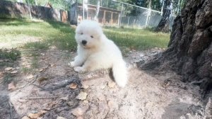 База отдыха «Щукино»: щенки самоедской собаки ждут любящих хозяев