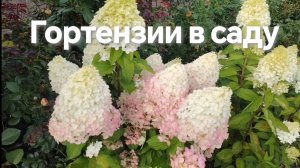 Обзор гортензий в саду