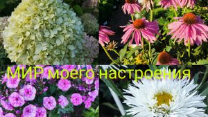14.08.25 Садовый центр "АСТ Медовое"в Парголово обзор растений.Гортензии и Хвойные.