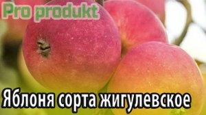Яблоня сорта жигулевское особенности посадки и выращивания осенних яблок