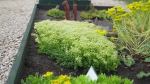 Ирина Гриднева | ТОЧКА.РФ – МЕСТО | г. Задонск