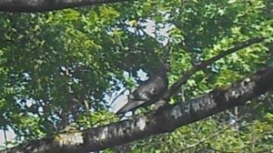 Ветер. Голубь на большой березовой ветке. DSCN6551