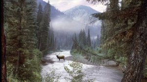 НЕОБЪЯСНИМЫЙ СЛУЧАЙ в ТАЙГЕ. ЛЕШИЙ КРУГАМИ ВОДИТ Часть 1