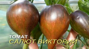 Томат САЛЮТ ВИКТОРИИ. Обзор сортов ТОМАТОВ!