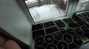 Влог от 18.03.2021