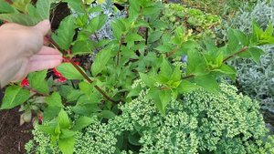 Какие гортензии растут в моем саду