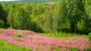 Заблудившись в красоте: Поле Иван-чая в сердце леса.