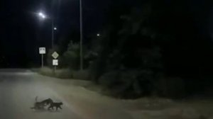 Водитель заснял двух котов, которые переводили через дорогу собаку-инвалида