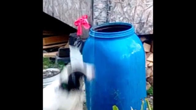 Собачья радость смотреть онлайн