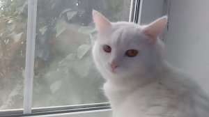 Кот 2