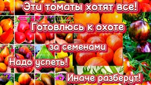 Погоня за лучшими и эксклюзивными сортами томатов.😁Болталка.