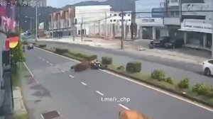 Одним махом минус 2 мотоциклиста. Коровы тоже их не любят