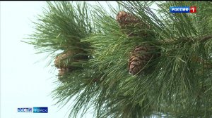 Вести-Томск, выпуск от 15.08.2025 11:30